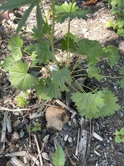 Sidalcea hendersonii