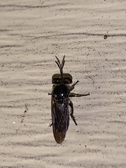 Cerotainia macrocera