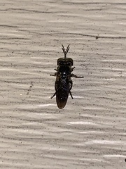 Cerotainia macrocera