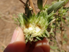 Procecidochares grindeliae