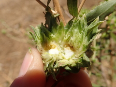 Procecidochares grindeliae