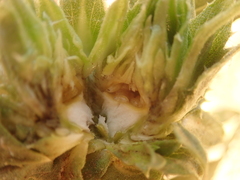 Procecidochares grindeliae