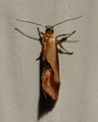 Batia lunaris