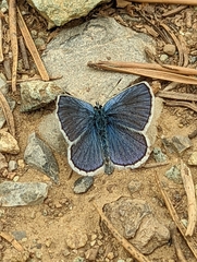 Plebejus anna