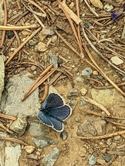 Plebejus anna