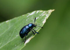 Platycorynus peregrinus