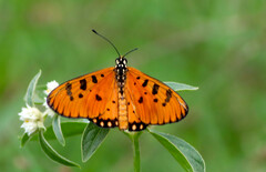 Acraea terpsicore