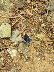 Plebejus anna