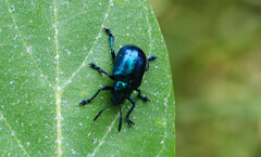 Platycorynus peregrinus