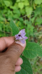 Lycianthes ciliolata