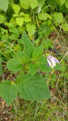 Lycianthes ciliolata