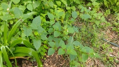 Lycianthes ciliolata