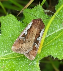Euxoa costata