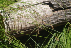 Carex bolanderi