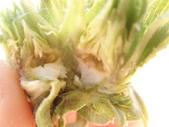 Procecidochares grindeliae