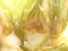 Procecidochares grindeliae