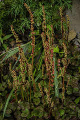 Oxyria digyna