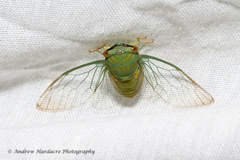 Chremistica ochracea