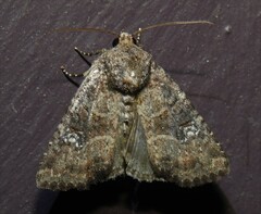 Mesapamea fractilinea