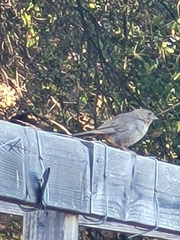 Melozone crissalis