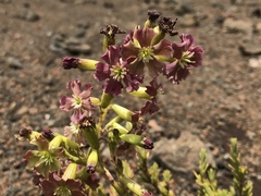 Silene struthioloides