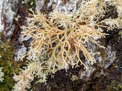 Sphaerophorus globosus