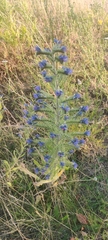 Echium vulgare