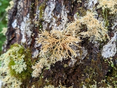 Sphaerophorus globosus