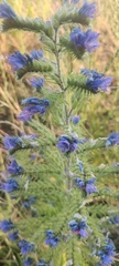 Echium vulgare