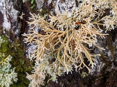 Sphaerophorus globosus