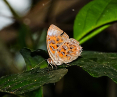 Taxila haquinus