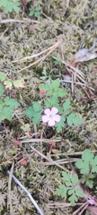Geranium robertianum