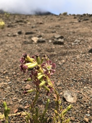 Silene struthioloides