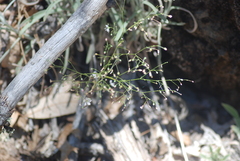 Hesperolinon spergulinum