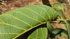 Chromaphis juglandicola