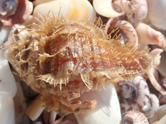 Monoplex parthenopeus