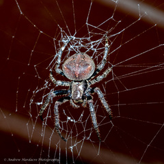 Araneus ventricosus