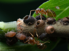 Lasius pallitarsis