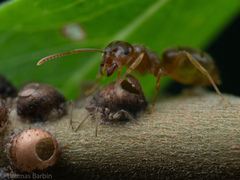 Lasius pallitarsis