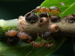 Lasius pallitarsis