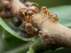 Lasius pallitarsis