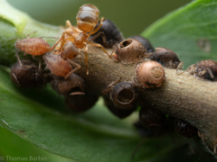 Lasius pallitarsis