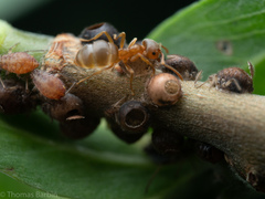 Lasius pallitarsis