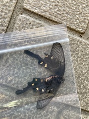Byasa alcinous alcinous