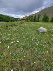 Oxytropis sajanensis