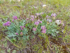 Oxytropis nitens
