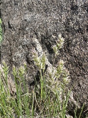 Poa cusickii