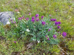 Oxytropis nitens