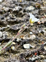 Cerastium nigrescens