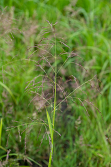 Glyceria arundinacea